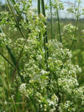 Image of White bedstraw