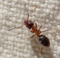 Image of Velvety Tree Ant