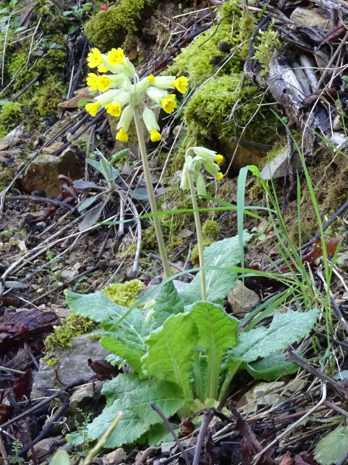 Image of Cowslip