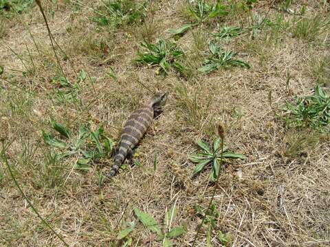 Image de Tiliqua scincoides scincoides (White 1790)