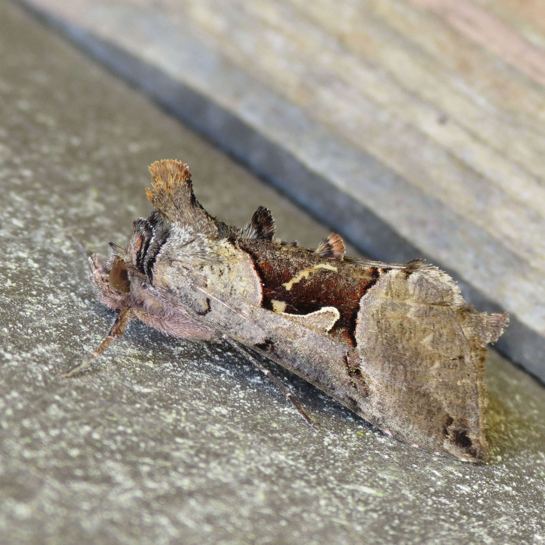 Image of Large Looper Moth, Broken-banded Y