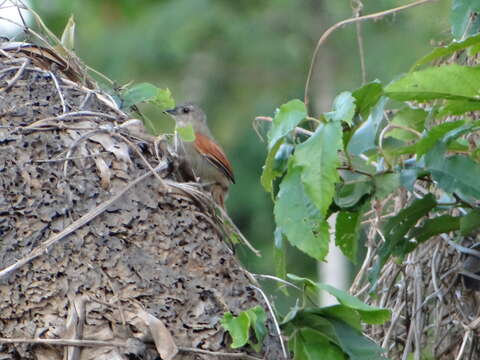 Image of Plain-crowned Spinetail