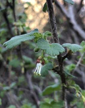 Image of straggly gooseberry