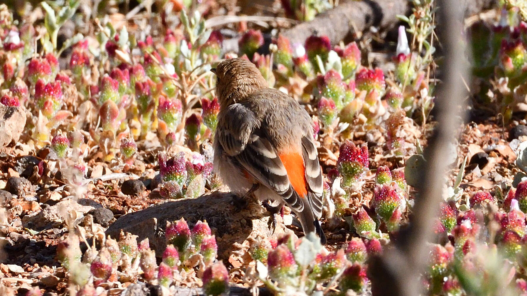 Image of Crimson Chat