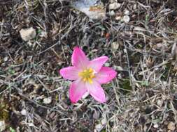 Image of Zephyranthes brevipes Standl.