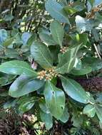 Image of Azores laurel