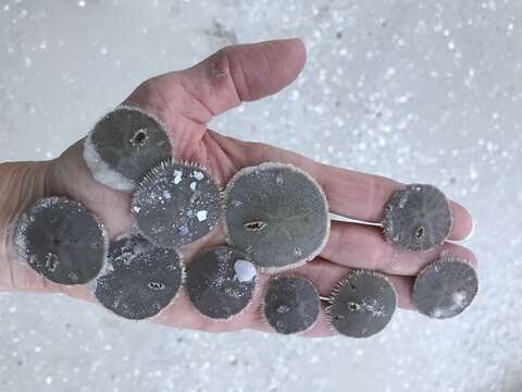 Image of Sand dollar