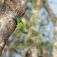 Image of Blossom-headed Parakeet