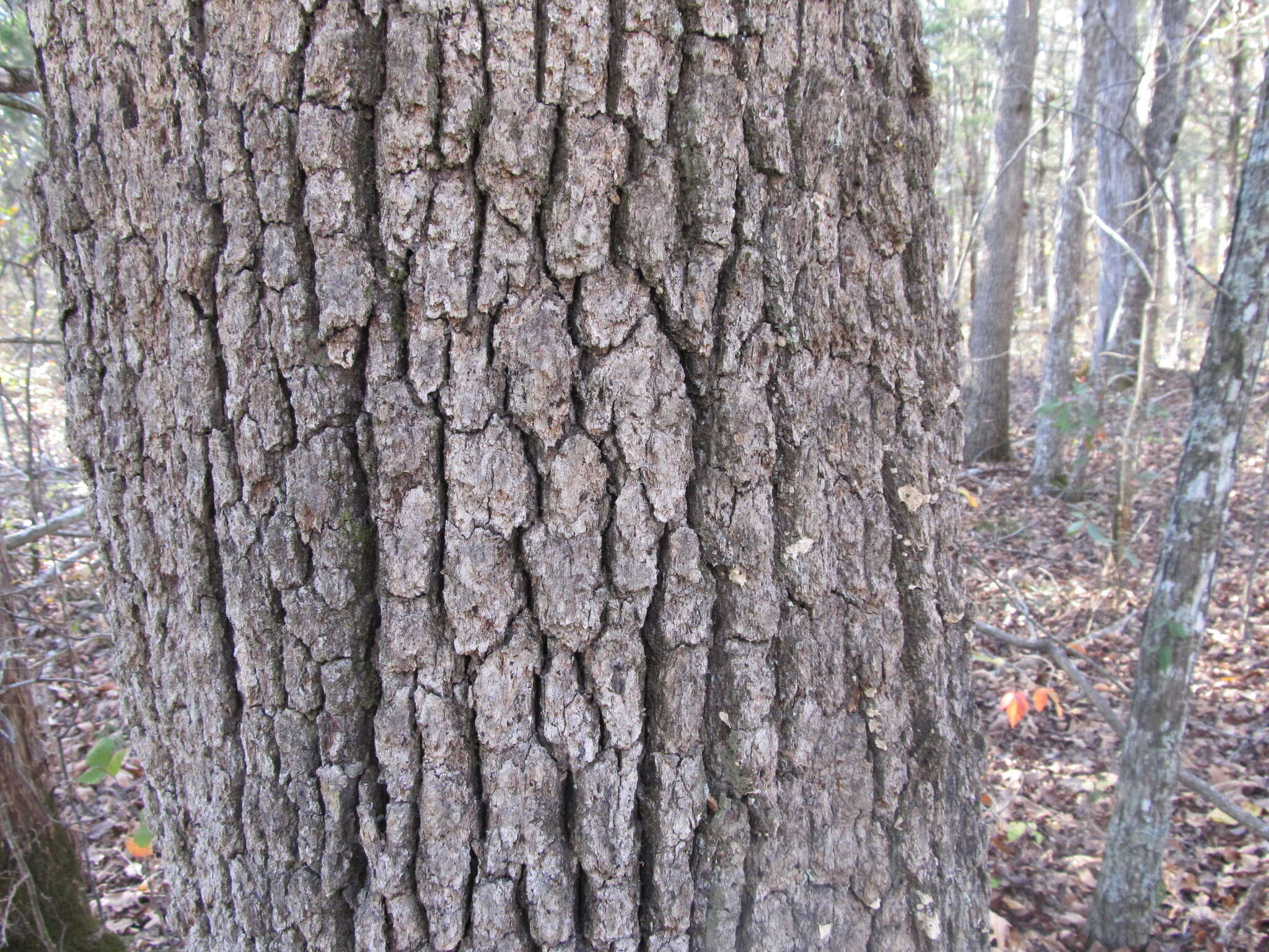 Sivun Quercus stellata Wangenh. kuva