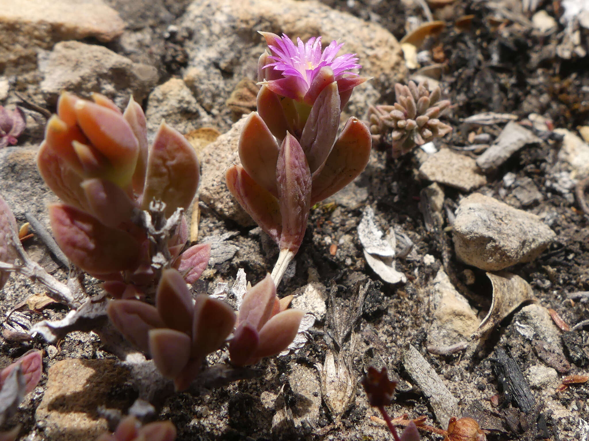 Image of Delosperma mariae L. Bol.