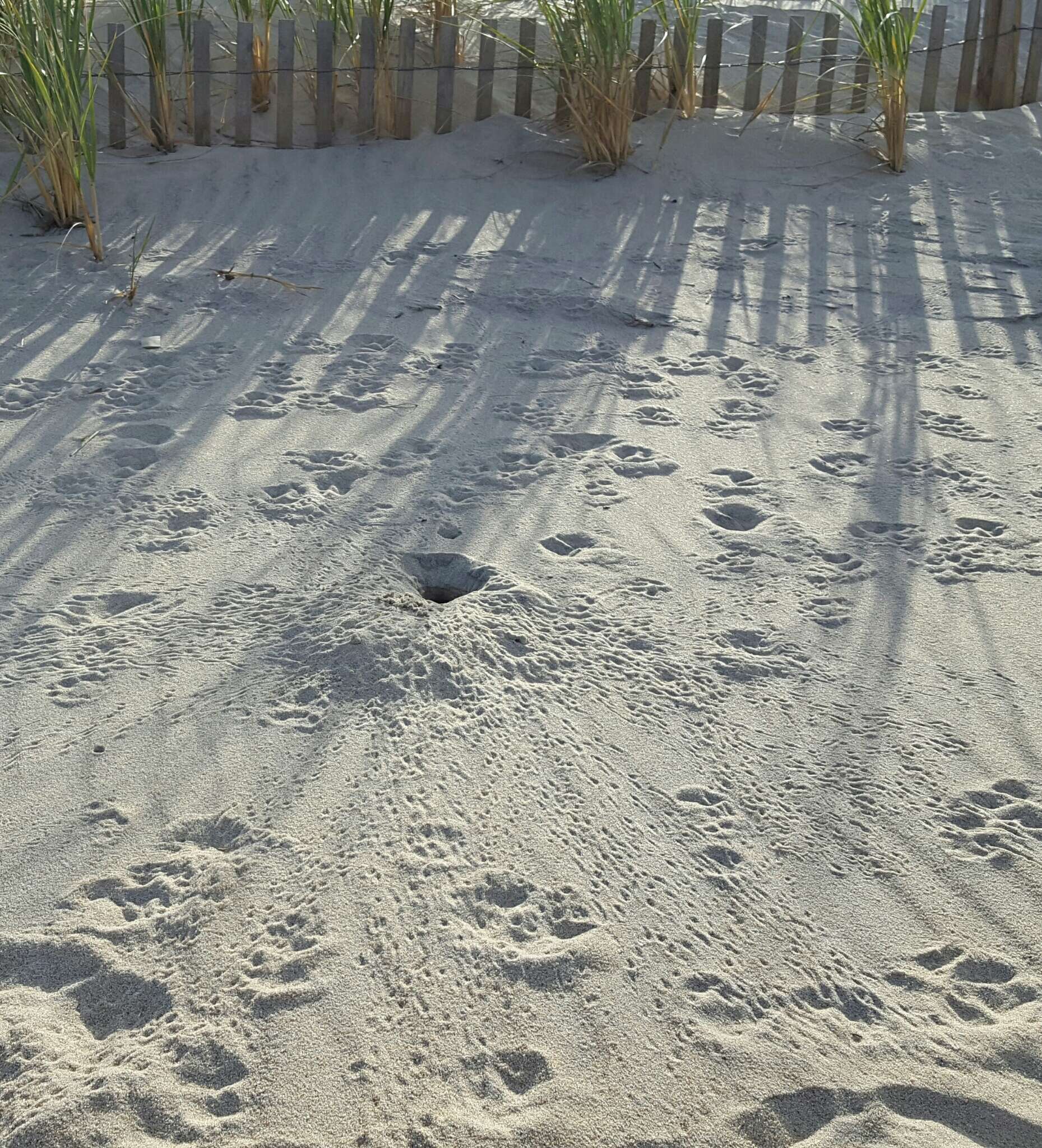 Image of Atlantic Ghost Crab