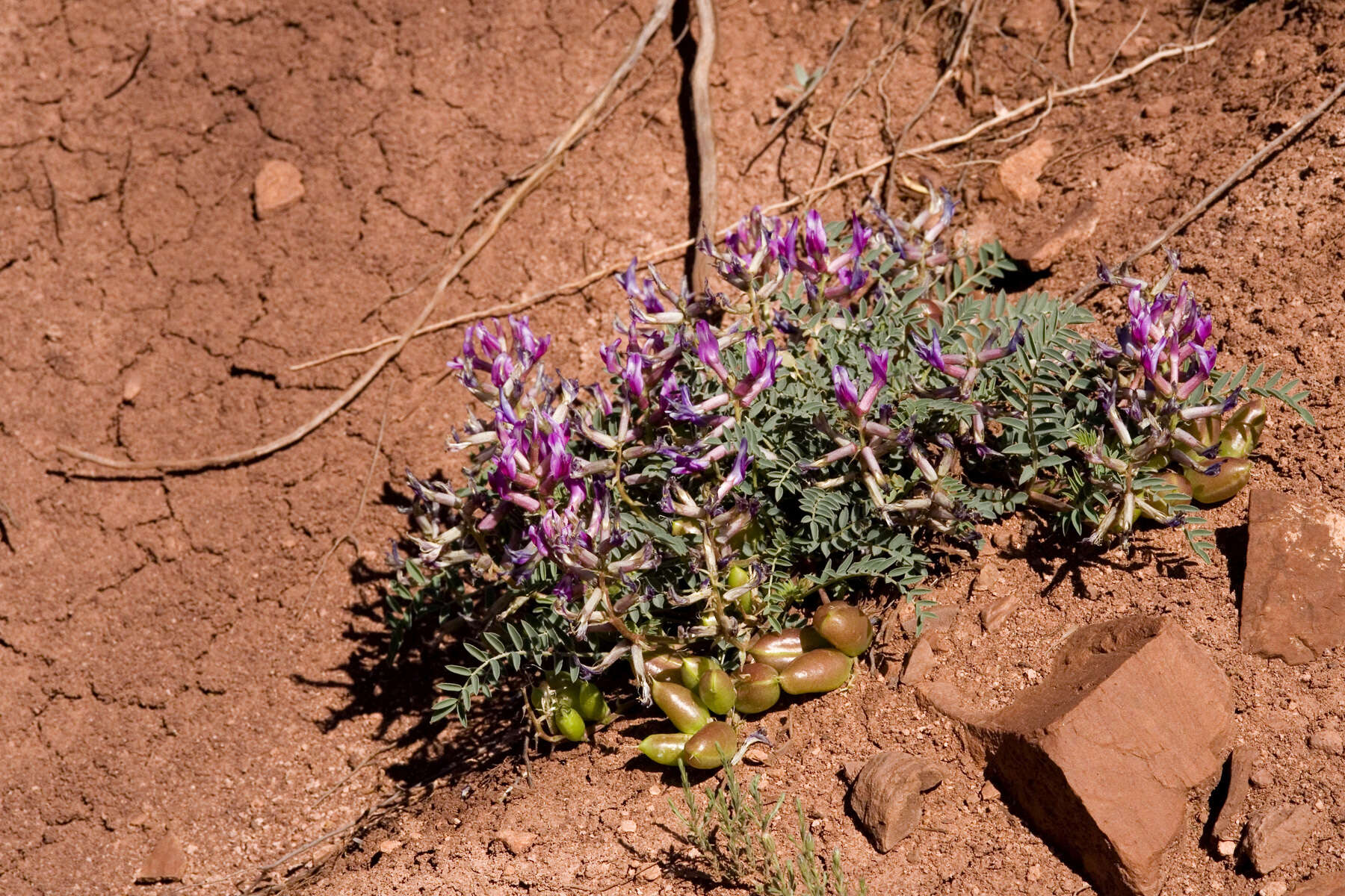 Sivun Astragalus crassicarpus var. cavus Barneby kuva