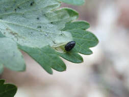 Image of Phytomyza ziziae Eiseman & Lonsdale 2018