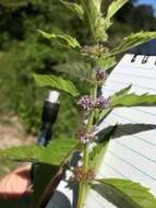 Image of Mentha canadensis L.