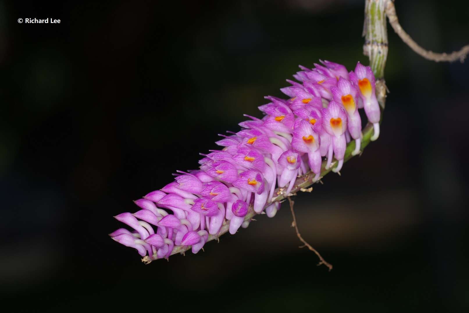 Sivun Dendrobium secundum (Blume) Lindl. ex Wall. kuva