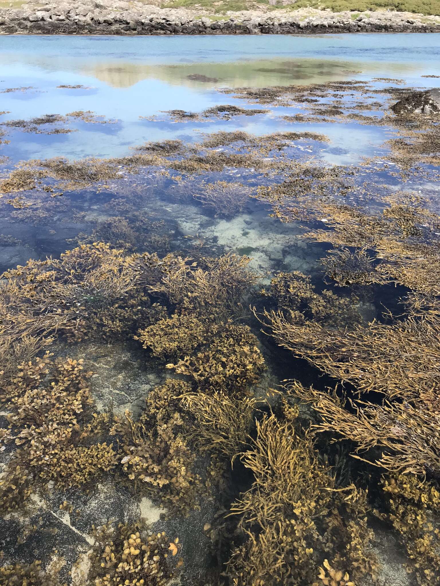 Image of Spiral or Spiralled Wrack