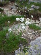 Image of Achillea multifida (DC.) Griseb.