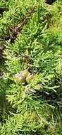 Imagem de Juniperus phoenicea subsp. turbinata (Guss.) Nyman