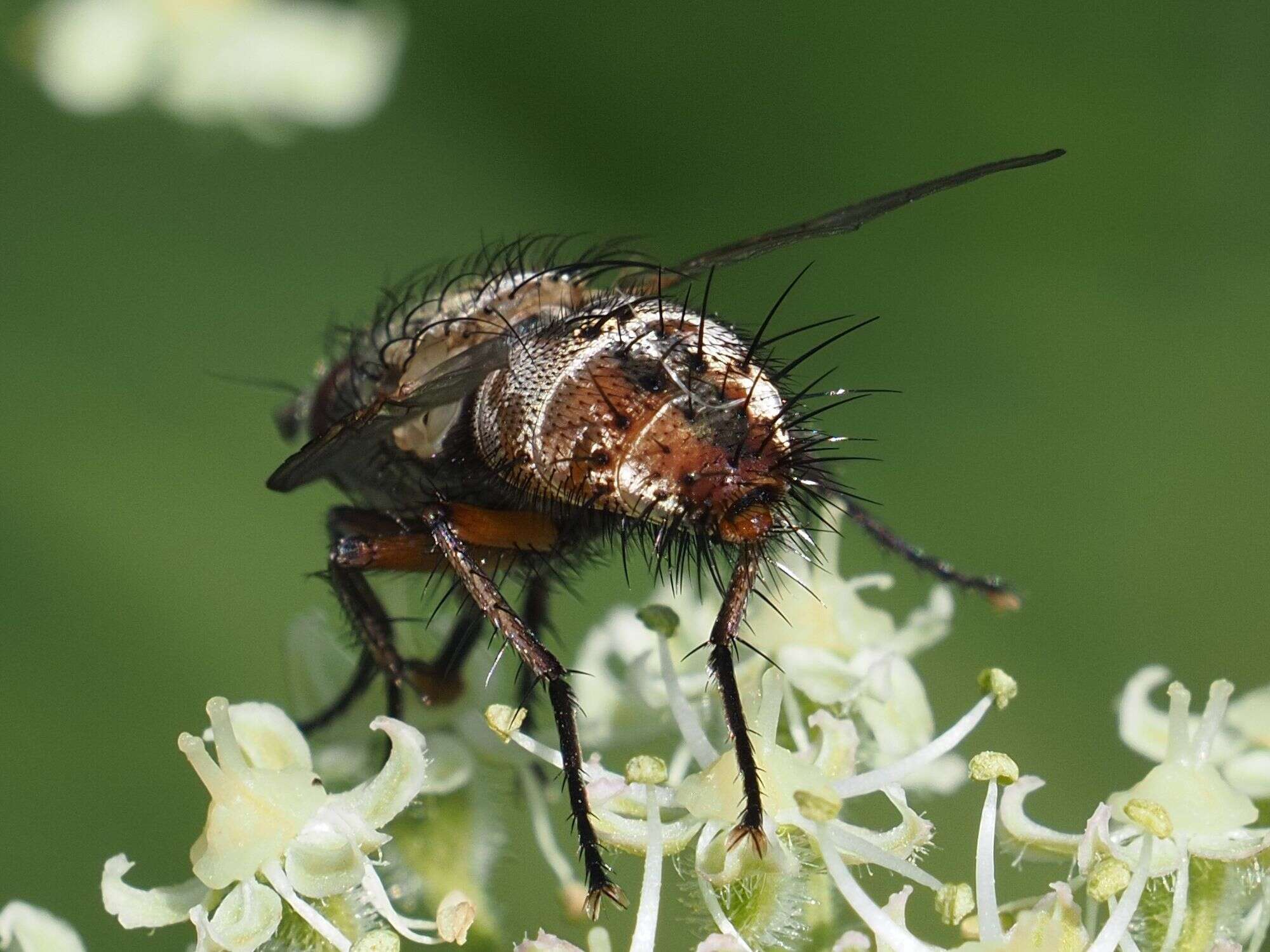 Image of Linnaemya vulpina (Fallen 1810)