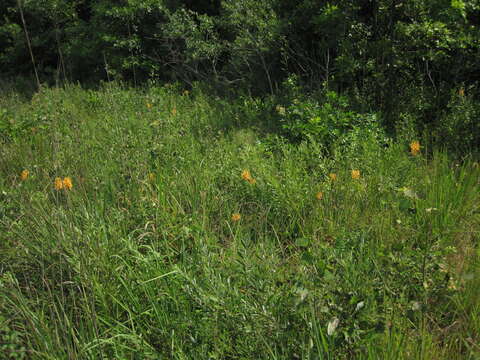 Image of Yellow fringed orchid