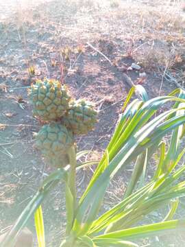 Imagem de Pandanus andringitrensis Huynh