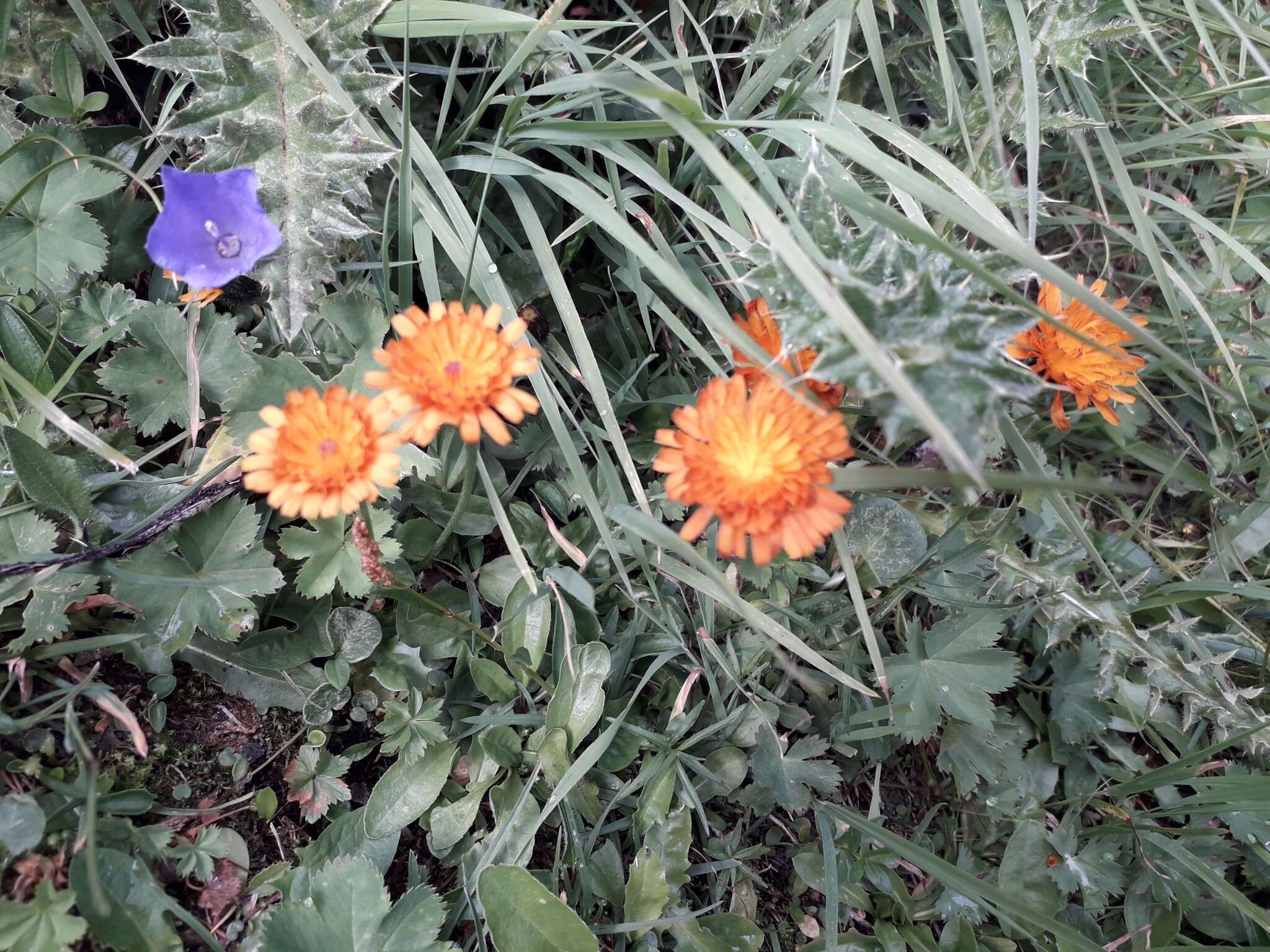 صورة Crepis aurea (L.) Cass.