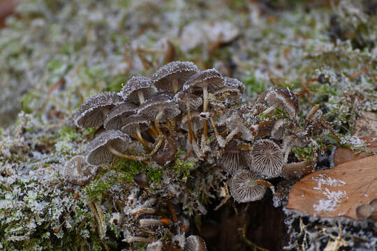 Image of Winter bonnet