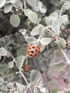 Image de Buddleja marrubiifolia Benth.