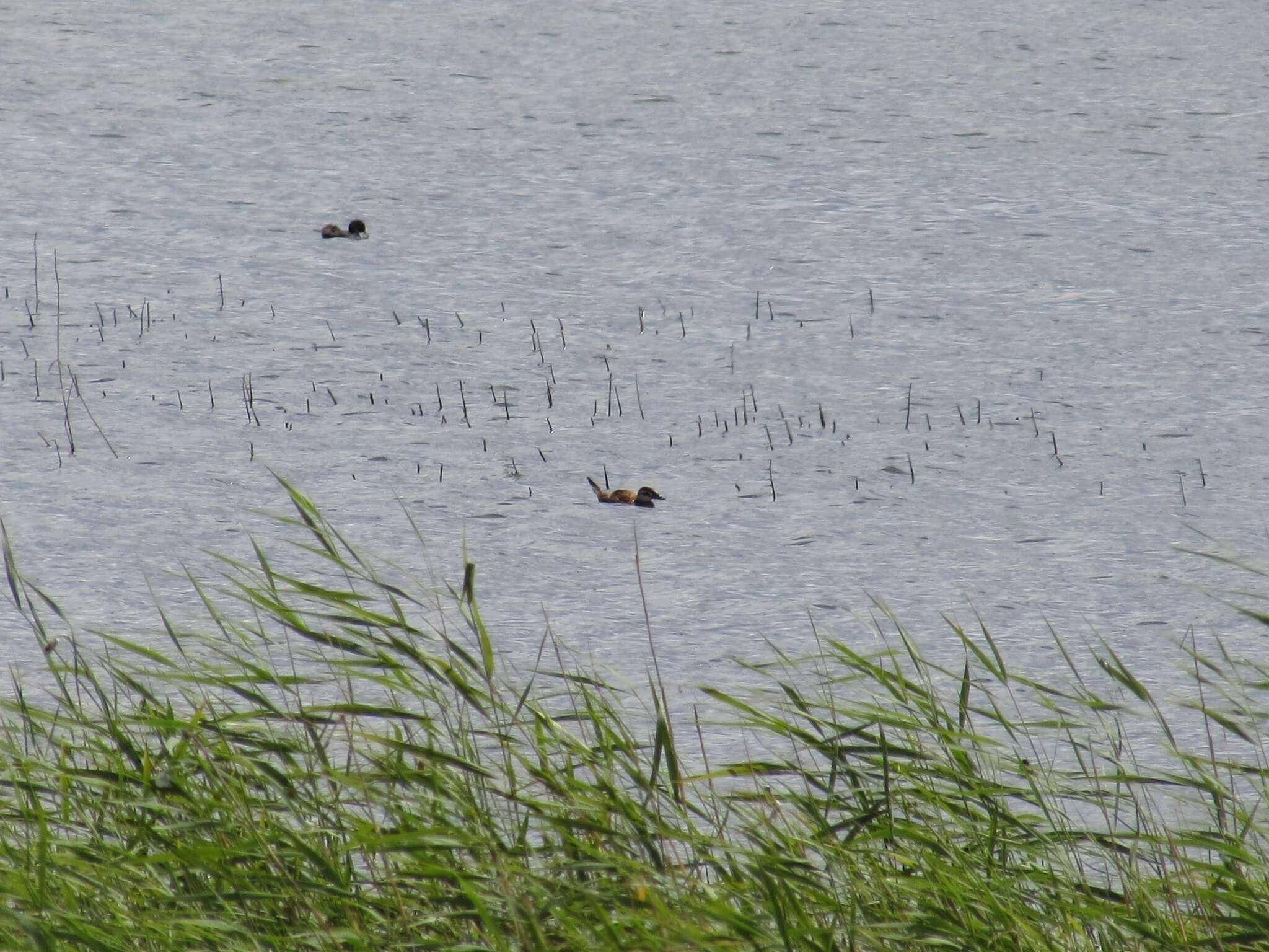 Image of White-headed Duck