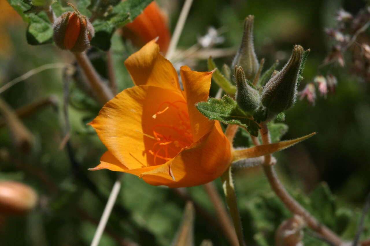 Image of Mentzelia hispida Willd.