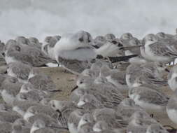 Image of Bonaparte's Gull