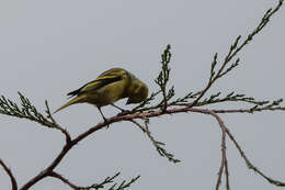 Image of Yellow-crowned Canary