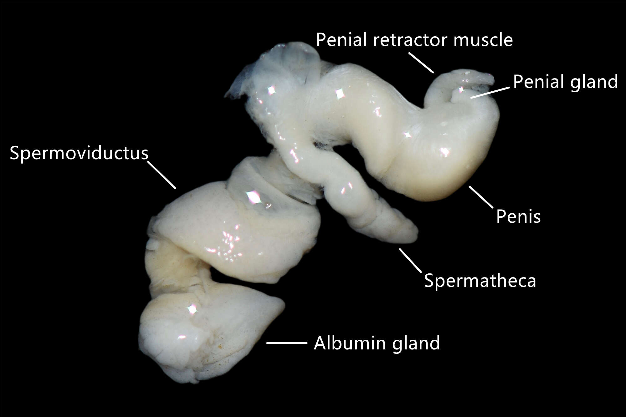 Image of Deroceras altaicum (Simroth 1886)