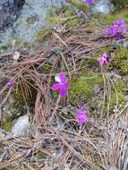 Pinguicula oblongiloba A. DC.的圖片