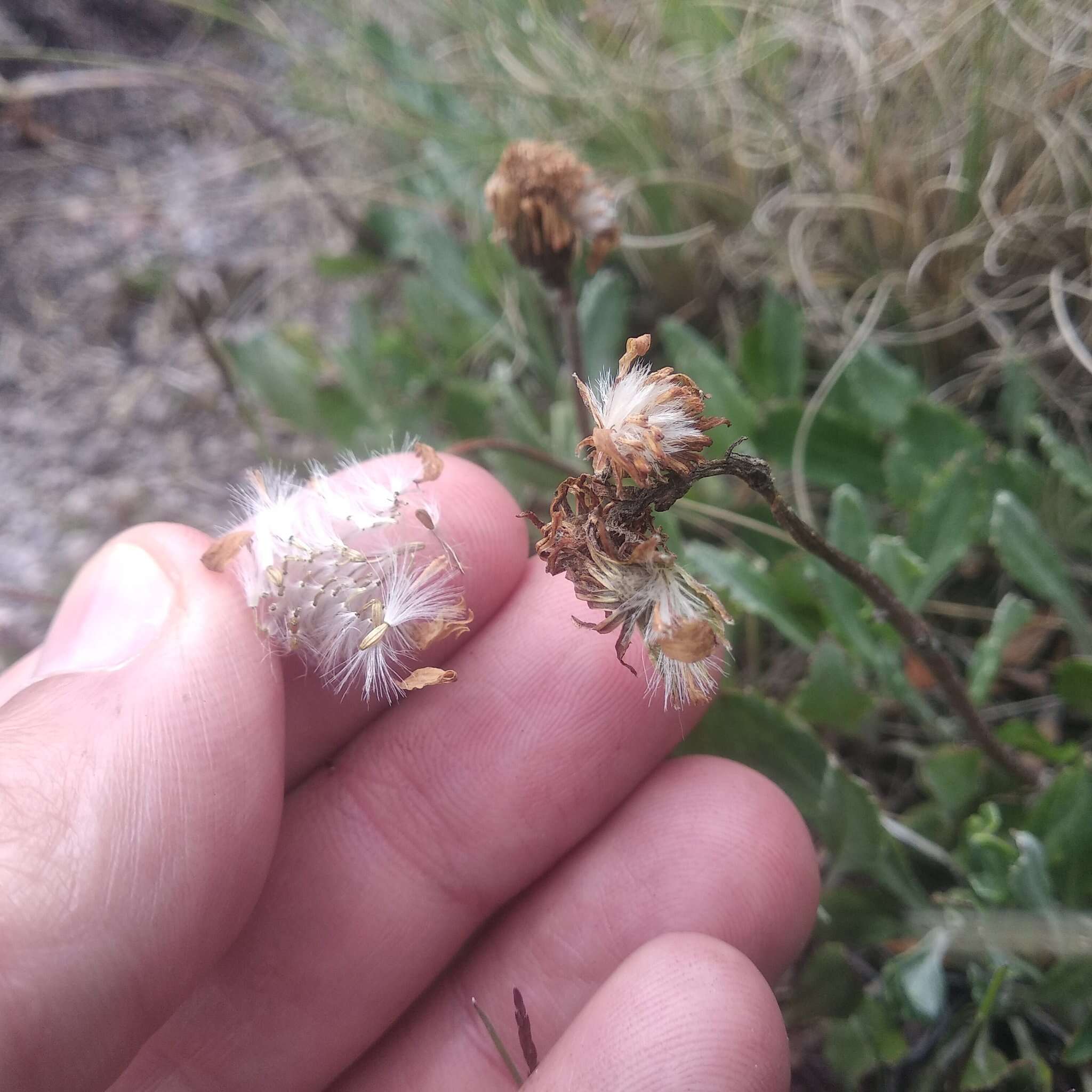 Image de Packera bellidifolia (Kunth) W. A. Weber & Á. Löve