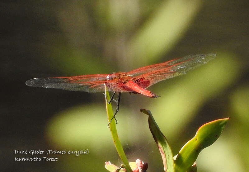 Imagem de Tramea eurybia Selys 1878