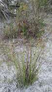 Image of Pine-Barren Beak Sedge