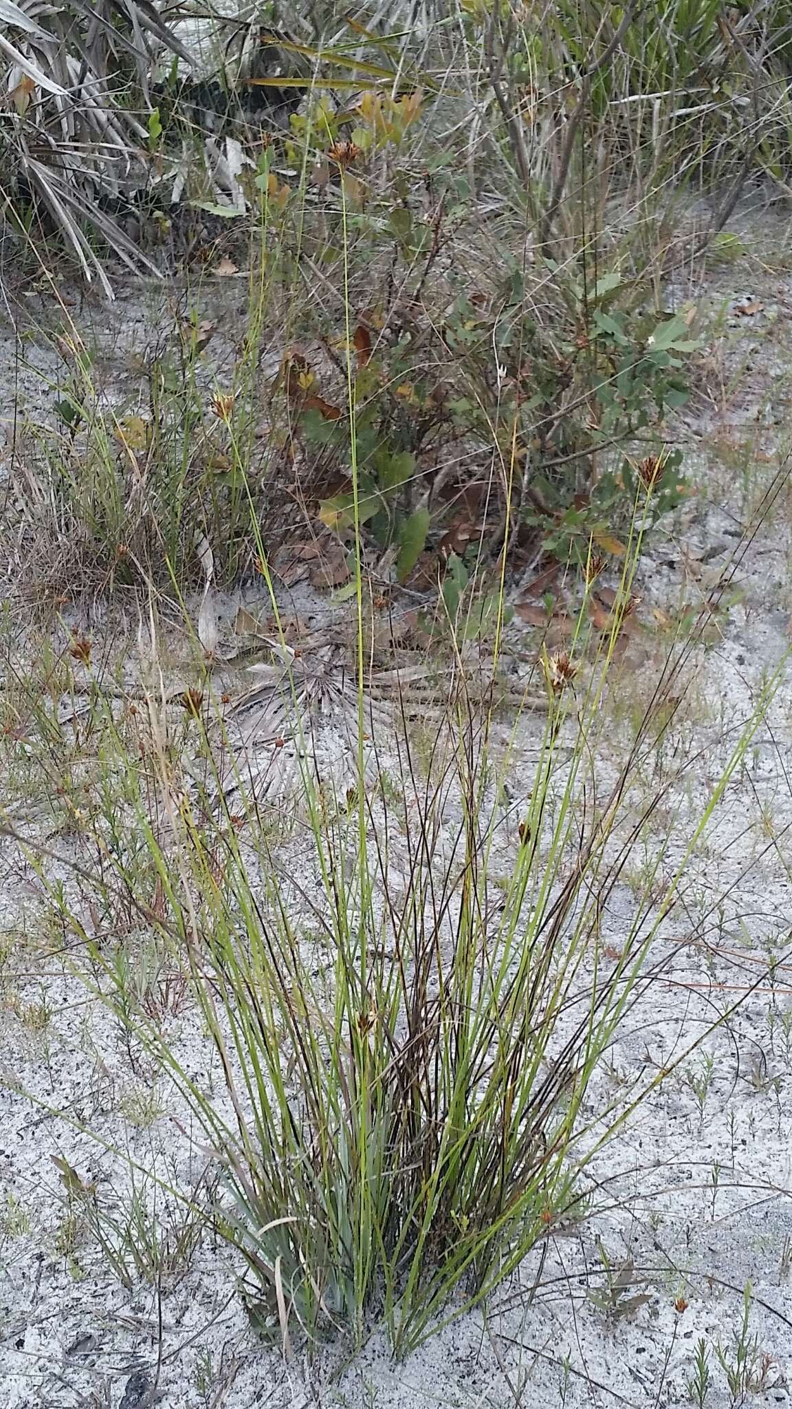 Image of Pine-Barren Beak Sedge