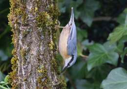 Image of Eurasian Nuthatch