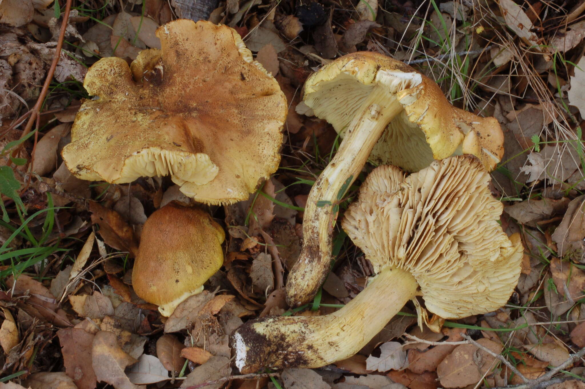 Image of Tricholoma viridifucatum Bon 1976