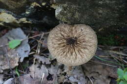 Image of Pluteus umbrosus (Pers.) P. Kumm. 1871