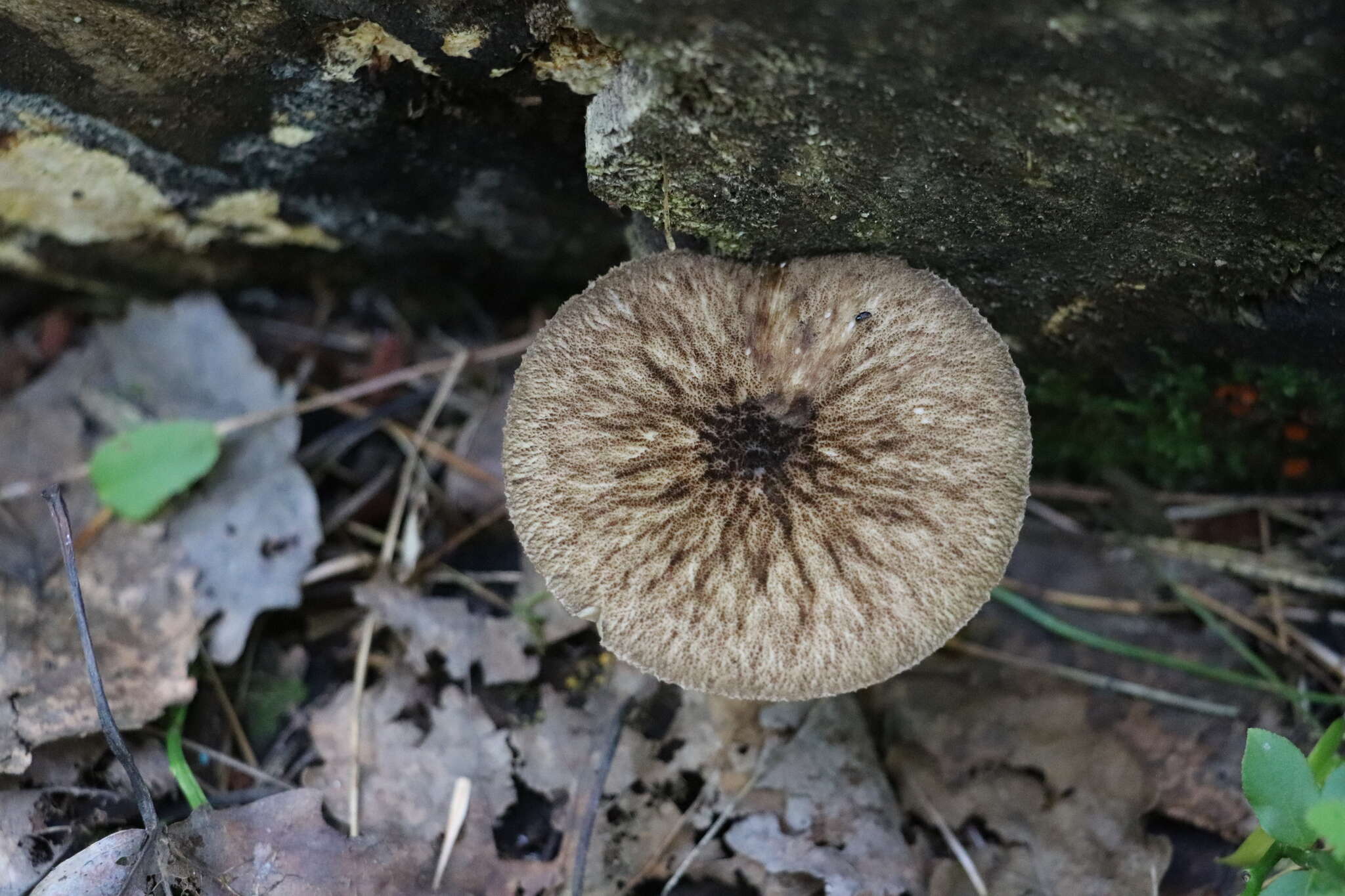 Pluteus umbrosus (Pers.) P. Kumm. 1871 resmi