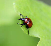 Image of Oak Leaf-roller