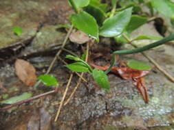 Image of Ceropegia distincta N. E. Br.