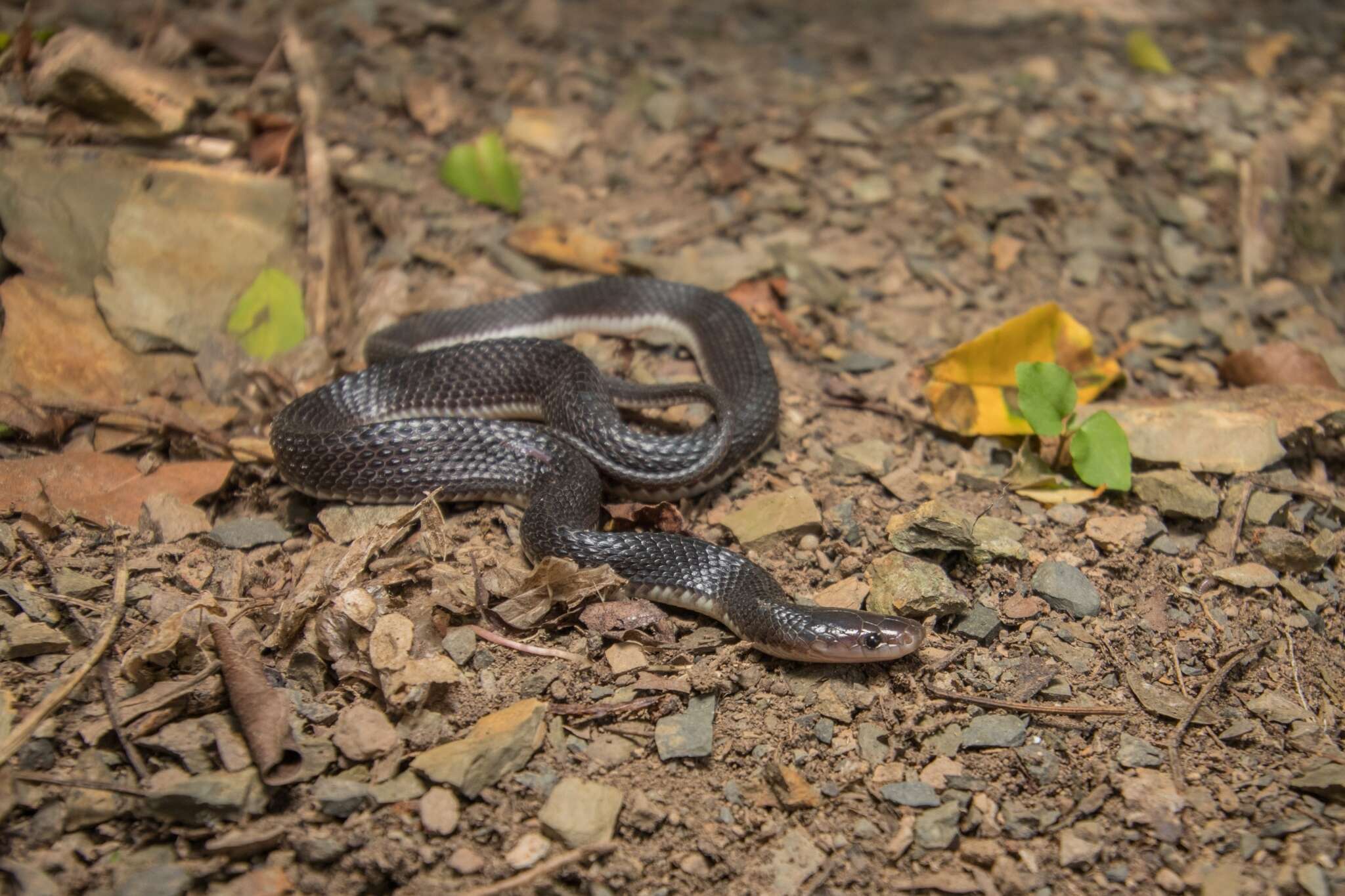 Image of <i>Gracililima nyassae</i>