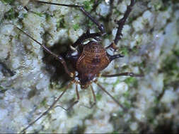 Image of Gonyleptes barbiellinii Mello-Leitão 1932