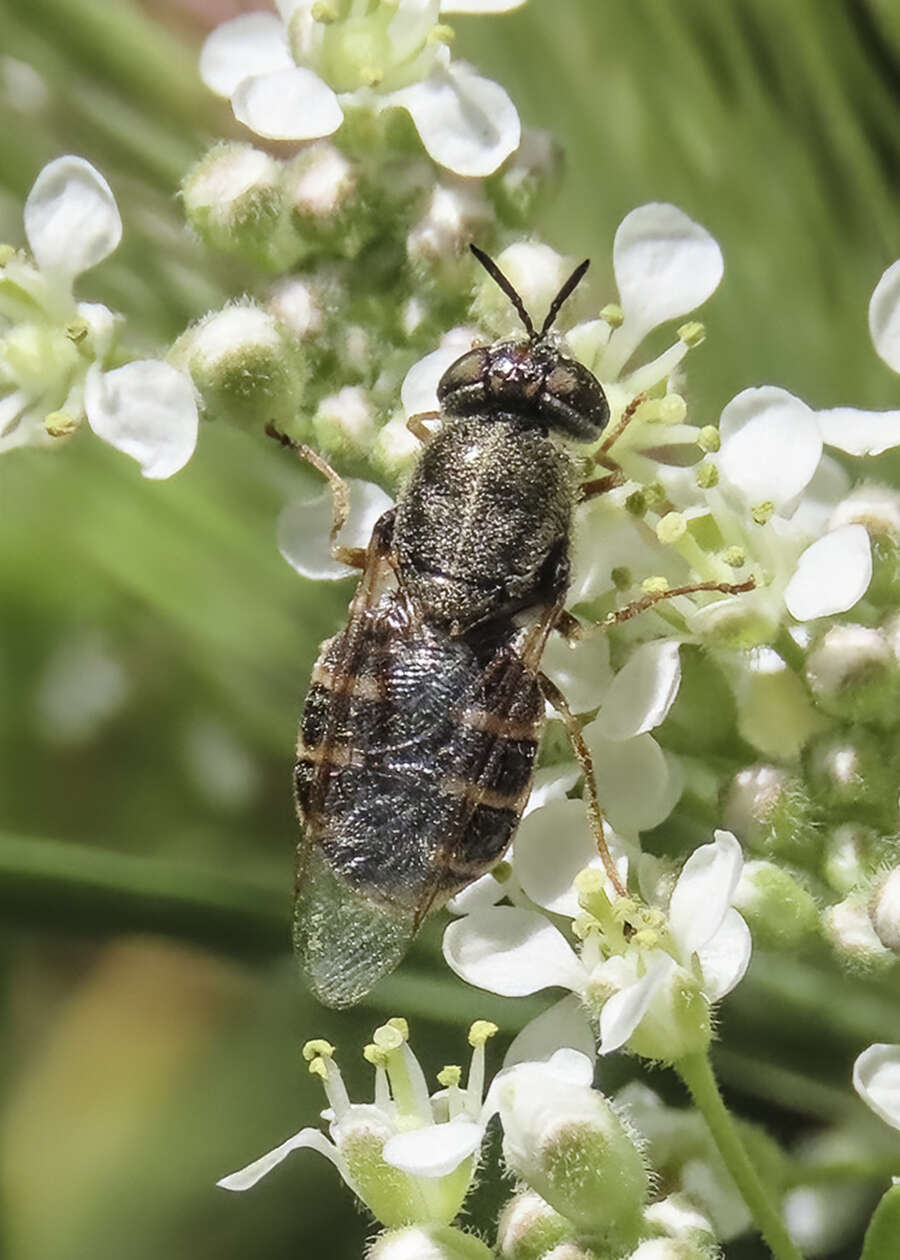 Image of Odontomyia hoodiana Bigot 1887