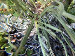 Image of Lackschewitz's fleabane