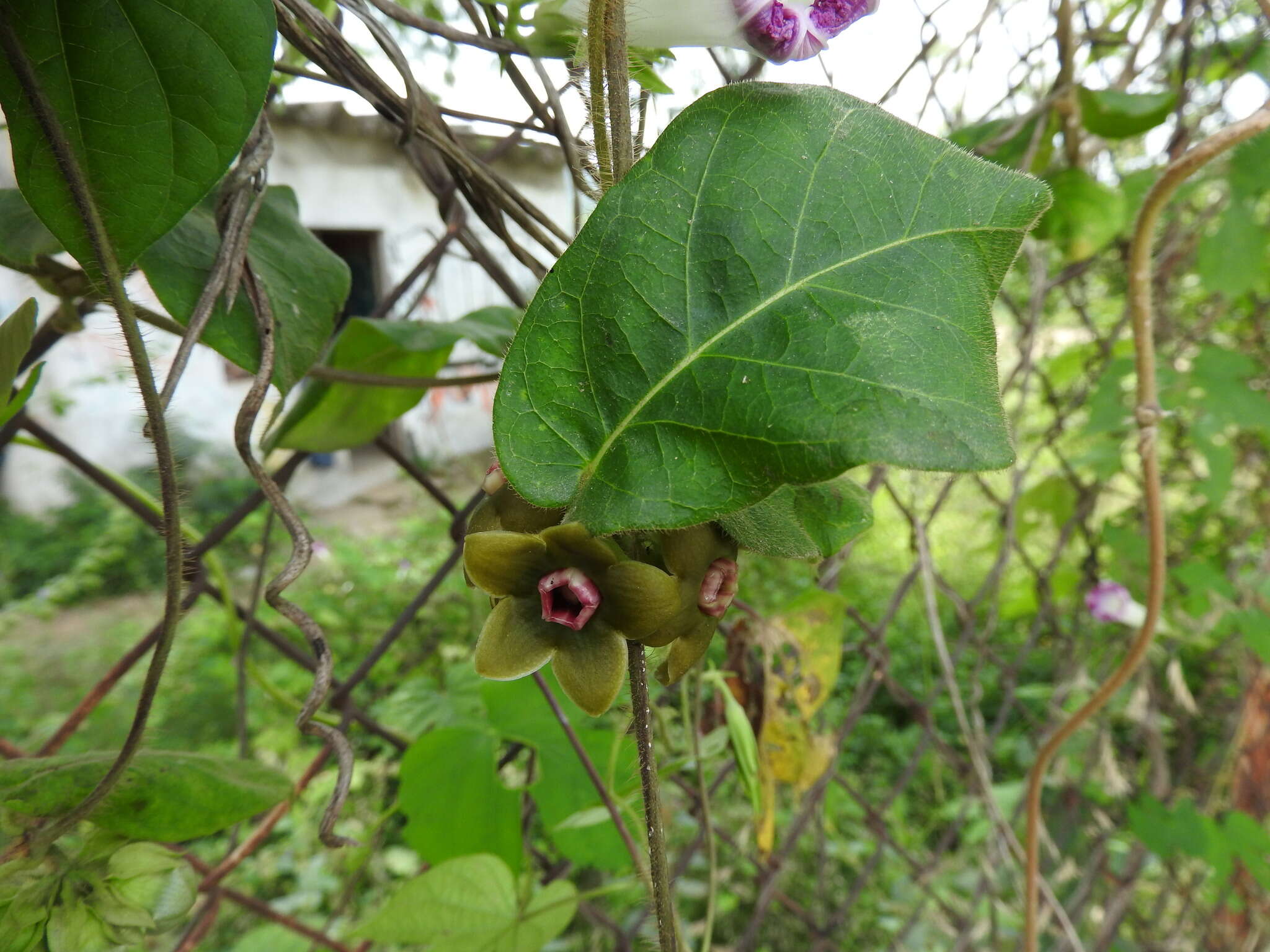 Macroscepis diademata (Ker-Gawl.) W. D. Stevens resmi