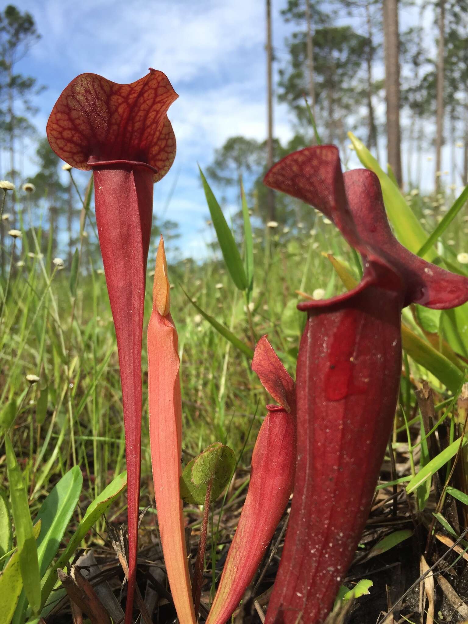 Image of hybrid pitcherplant